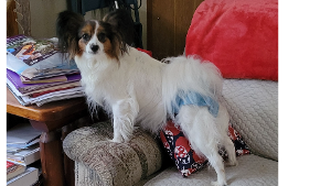 Lost Pet: Zoe