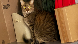 Lost Pet: Tomcat