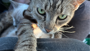 Lost Pet: Melo (meee low)