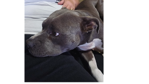 Lost Pet: Maggie