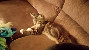 Lost Pet: Milo