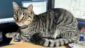 Lost Pet: Xia