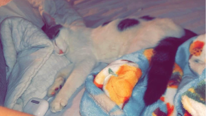 Lost Pet: Cleopatra