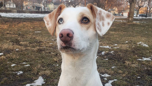 Lost Pet: Hachiko