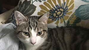 Lost Pet: Gracie