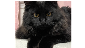 Lost Pet: STRIPER