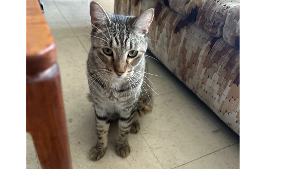 Lost Pet: Queso