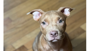 Lost Pet: Remi Smith Johnson