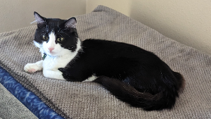 Lost Pet: Billy