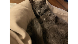 Lost Pet: Beau