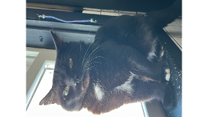 Lost Pet: Ted
