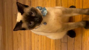 Lost Pet: Willis