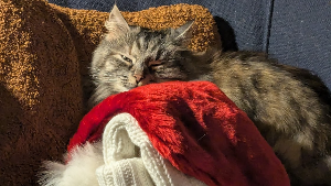 Lost Pet: Matilda