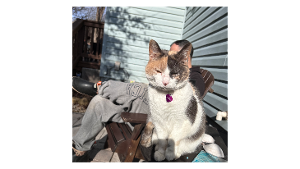 Lost Pet: Tutu