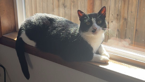 Lost Pet: Meeko