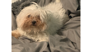 Lost Pet: Misty