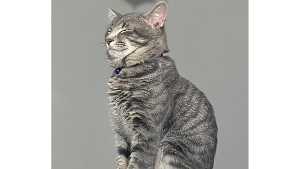 Lost Pet: Leo