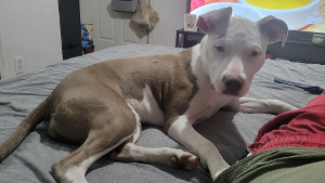Lost Pet: Lilith