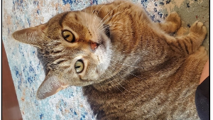 Lost Pet: Milo