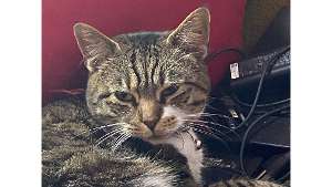 Lost Pet: Kasie
