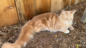 Lost Pet: Tiger