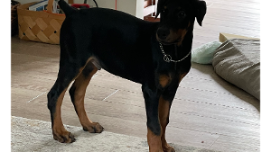 Lost Pet: Micco