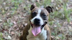 Lost Pet: Baby