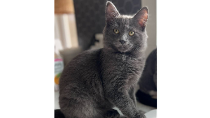 Lost Pet: Sunny