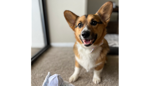Lost Pet: Monty