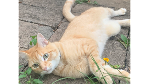Lost Pet: Romeo