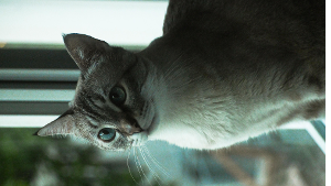 Lost Pet: Lilo
