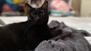 Lost Pet: Shadow