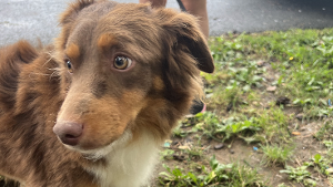 Lost Pet: Red / Hunter