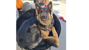 Lost Pet: Atilla Torres