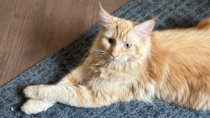 Lost Pet: Nala