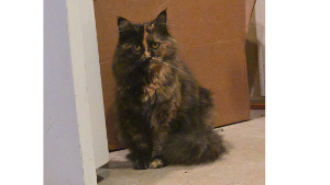 Lost Pet: Minx