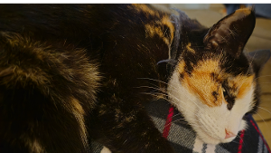 Lost Pet: Rikke