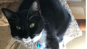 Lost Pet: Mia