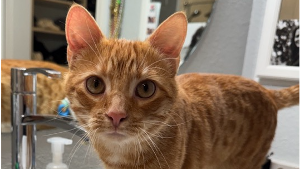 Lost Pet: Oliver