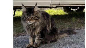 Lost Pet: Eddie Fubbins Cavern