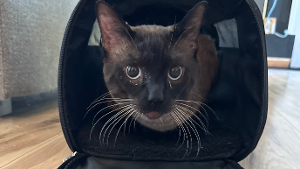 Lost Pet: Beerus