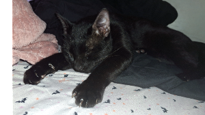 Lost Pet: Binx