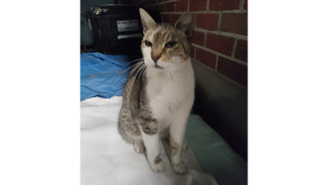 Lost Pet: Penny Lane