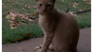 Lost Pet: Angelboi Joseph Fisher