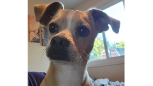 Lost Pet: Lola