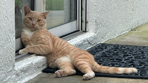 Lost Pet: Oppenheimer