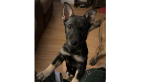 Lost Pet: Julio