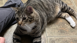 Lost Pet: Mr. Roxy
