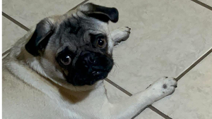 Lost Pet: Chulo