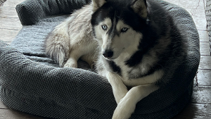 Lost Pet: Pepper